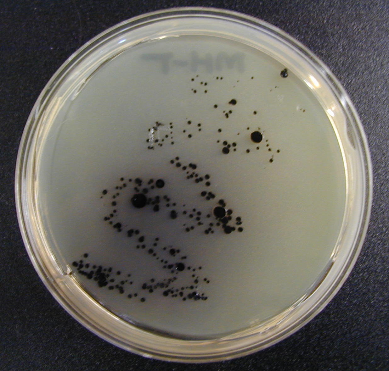 Selective and Diff Media List